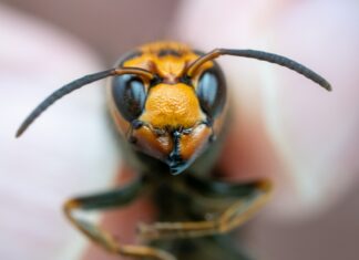 Descubren nido radioactivo de avispas en Estados Unidos