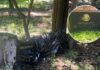 Árbol derriba estatua de Felipe Calderón en Los Pinos