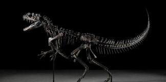 Subastan meteorito marciano y dinosaurio en más de 35 mdd