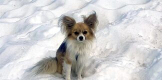 Perro chihuahueño salva a hombre que cayó 8 metros en glaciar