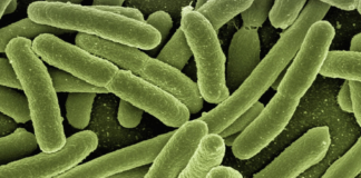 Florida en alerta por “bacteria come carne”; suman cuatro víctimas