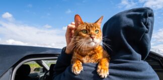 Fiscalía de CDMX crea agencia contra el maltrato animal