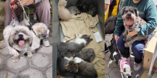 Jornadas de Bienestar Animal benefician a colonias poblanas