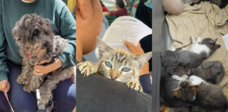 Jornadas de Protección Animal benefician a más colonias de la capital