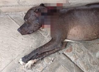 Hieren con machete a perrita en Santiago Miahuatlán