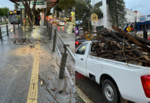 Protección Civil atiende caída de árbol en Ciudad Universitaria