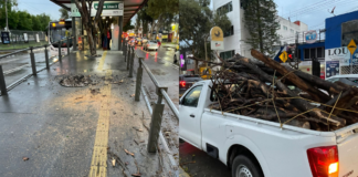 Protección Civil atiende caída de árbol en Ciudad Universitaria