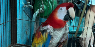 Rescatan a 18 aves en peligro de extinción en Iztapalapa
