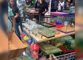 Aseguran 22 especies silvestres en mercado de Querétaro