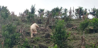 Fatal ataque de abejas en Hueytamalco cobra una vida