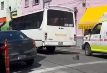 Chofer de transporte público atropella a adulto mayor en el Centro Histórico