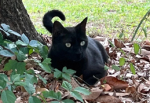 Gato ayuda a descubrir nueva cepa de orthoreovirus en Florida