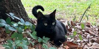 Gato ayuda a descubrir nueva cepa de orthoreovirus en Florida