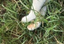 Exigen investigar el envenenamiento de 14 perros y gatos en Acatlán