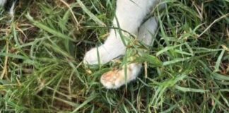 Exigen investigar el envenenamiento de 14 perros y gatos en Acatlán