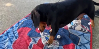 Perro salchicha de Texas bate récord mundial espontáneo