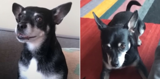 Perro adoptado resulta ser padre de mascota fallecida en San Francisco