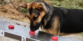 Senasica entrena perros para detectar al gusano barrenador