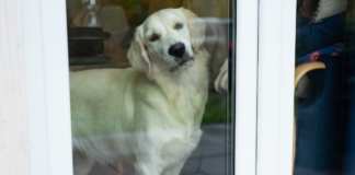 Suecia prohíbe dejar perros solos más de seis horas