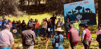 Zacatlán avanza con reforestación en Cuautilulco y Atzingo