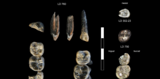 Descubren nueva especie de Australopithecus en Etiopía