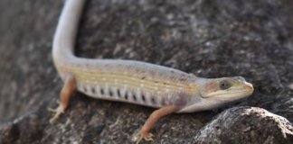 BUAP capacita en manejo de organismos vivos en CU2