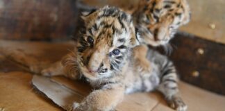 Zoológico sacrifica a tres cachorros de tigre siberiano en Alemania