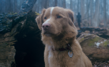 Estrenan tráiler de “Good Boy”, película de terror protagonizada por un perro