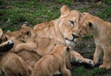 Zoológico danés pide donar animales para alimentar a depredadores