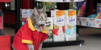 Minina, la gatita que recibe a clientes en Bosques de San Sebastián