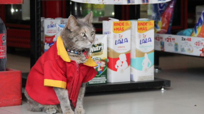 Minina-Bosques-de-San-Sebastián