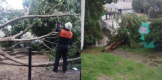 Protección Civil atiende caída de árboles tras lluvias