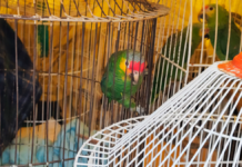Recuperan a 5 loros sin documentación en CDMX