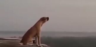 Captan aullando a “el Guardián” de la pirámide de Kukulcán