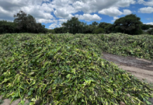 Puebla busca estrategias para remover lirio acuático en Valsequillo
