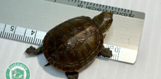 Reproducen en cautiverio a la tortuga más pequeña del mundo en Jalisco