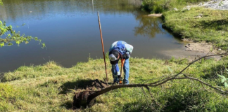 Plantan 530 árboles en programa “Raíces del Futuro”