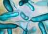 Alerta en EU por aumento de infecciones por bacteria carnívora