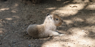 Nacimiento de capibara en Nuevo León causa furor en redes