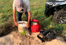 Recuperan mil 100 huevos de tortuga golfina en Oaxaca