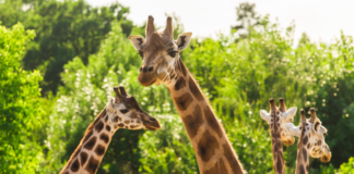 Redefinen clasificación de jirafas; ahora son cuatro especies