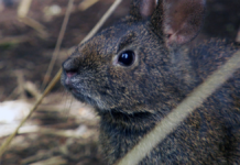 El teporingo mexicano sigue en peligro de extinción: UNAM