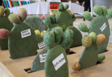 Congreso de Puebla impulsa valor agroindustrial del nopal y la tuna