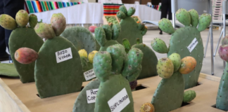 Congreso de Puebla impulsa valor agroindustrial del nopal y la tuna