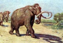 Científicos de la UNAM descubren linaje desconocido de mamut colombino