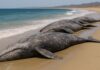 Se registran 92 ballenas grises muertas en Baja California Sur