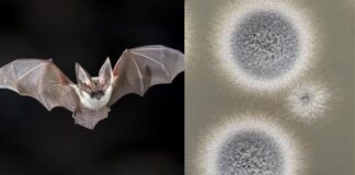 Confirman en México presencia de hongo mortal que amenaza a murciélagos