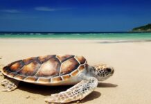 Michoacán traslada más de 7 mil huevos de tortuga golfina a viveros