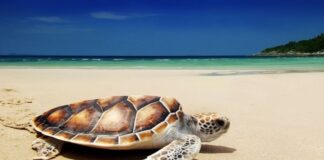 Michoacán traslada más de 7 mil huevos de tortuga golfina a viveros