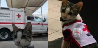 Urgencio, el gatito que acompaña a la Cruz Roja de Ciudad Victoria